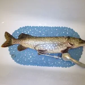 щука 4 кг.