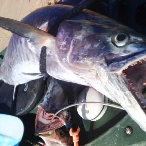fishdancer11