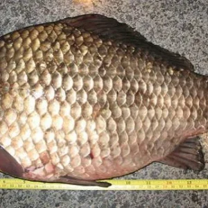 IMG karas 2750g