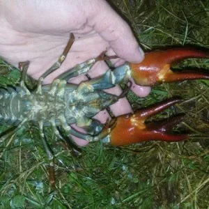 Мутант