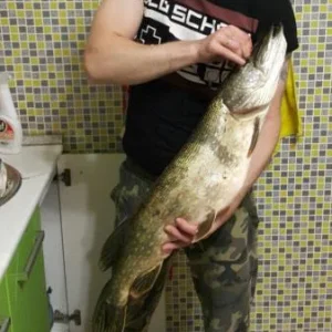 F86qFszPP8M