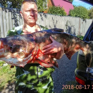 17.08.2018 Лобик  19.480гр.