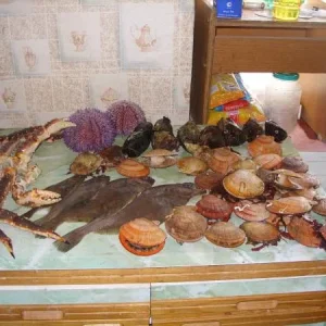Часть улова морепродуктов - Баренцево море