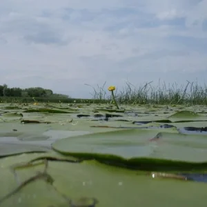 Однако заросло не проплыть