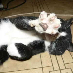 кота
