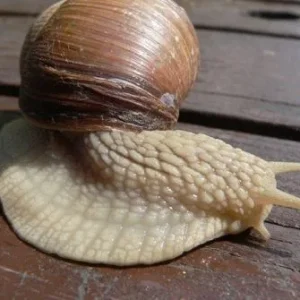 макро