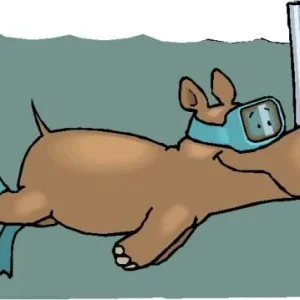 Hippopotamus a31