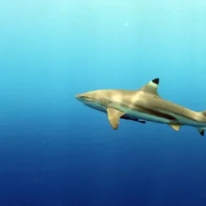 shark pacificklaus nc
