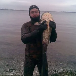 сомики