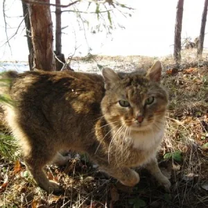 Март, кот (мартовский) Заволжье.