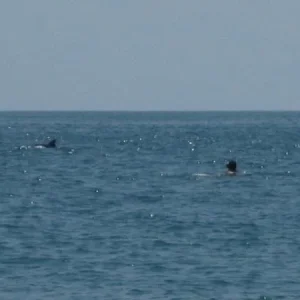 море ,дельфины