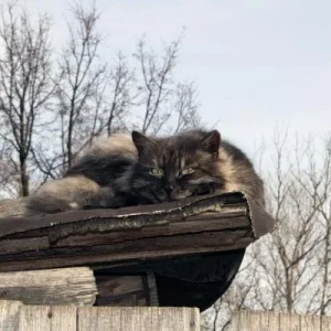 кот, мартовский.