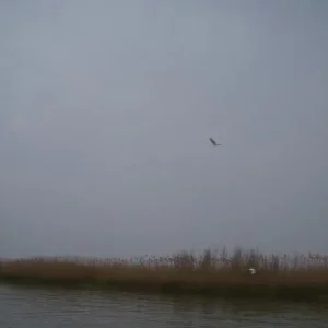 Аист