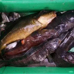 Добыча подвоха на Белом море