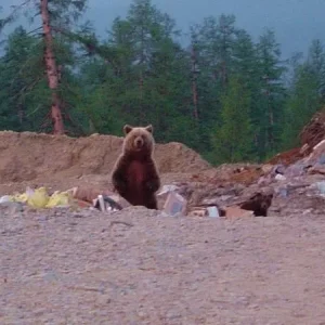 Медведь на свалке