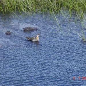 Кулик