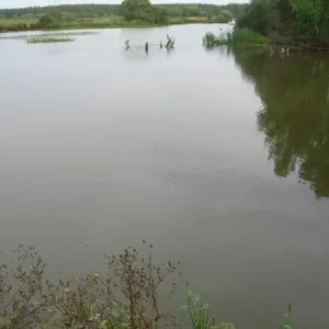 а здесь ... ондатра..
