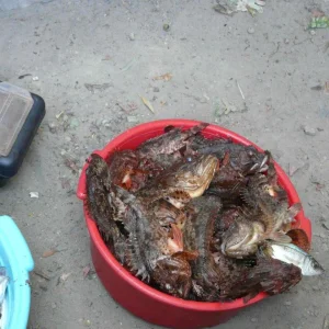 Рыпки