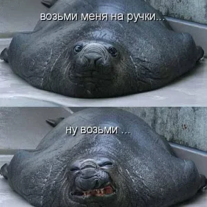 тюлень