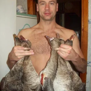 гуси
