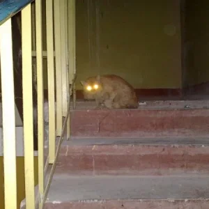 Фото1499