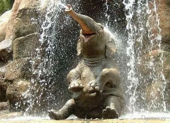 1273066268 animal 25