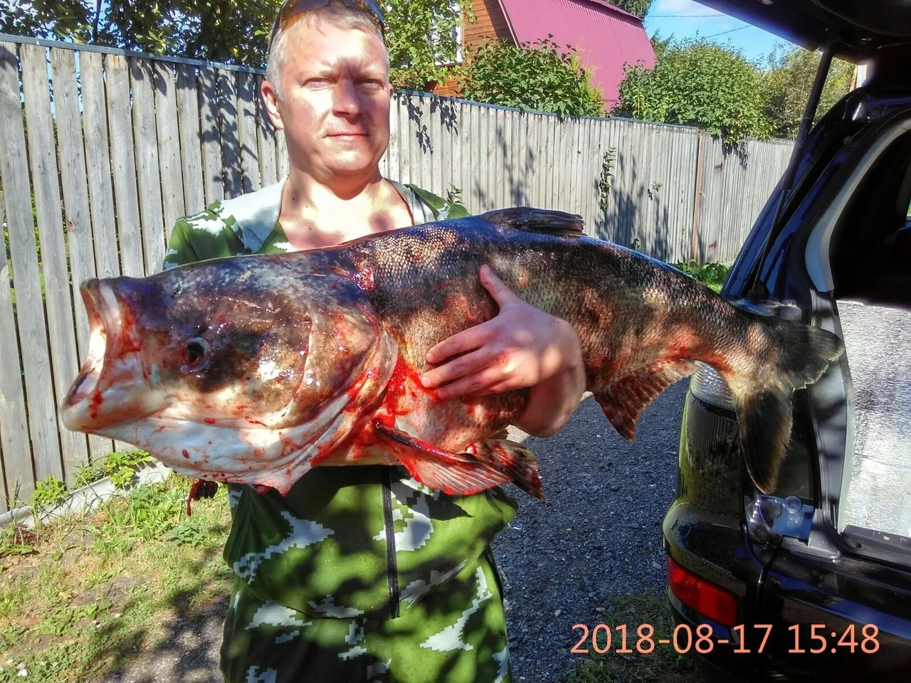 17.08.2018 Лобик  19.480гр.