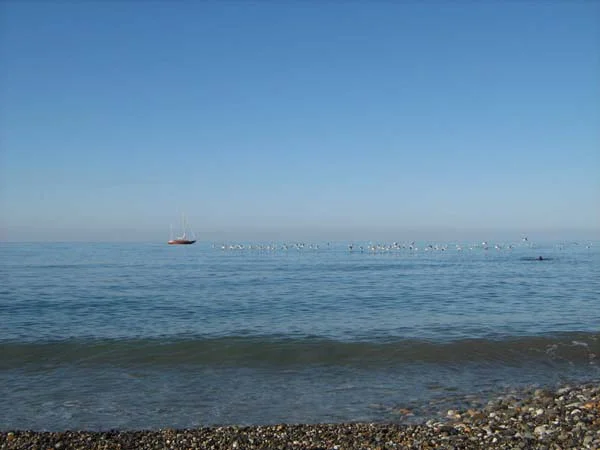 17 утро, море, штиль, птицы