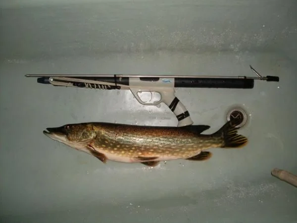 2,8 кг, 70см
