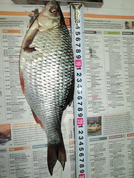 29.5 см.