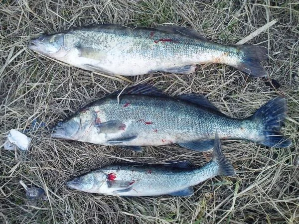 4,2; 3,8; 1,7 кг