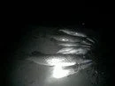 6nQeLRx98GY