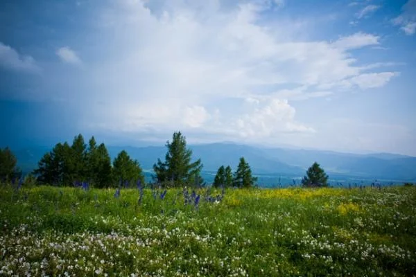 Алтайское разнотравье...  вся аптека под ногами...
