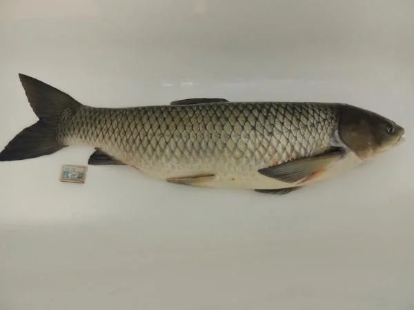 Амурчик 8.80
