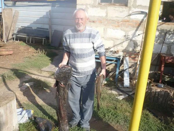 Батя и сомик