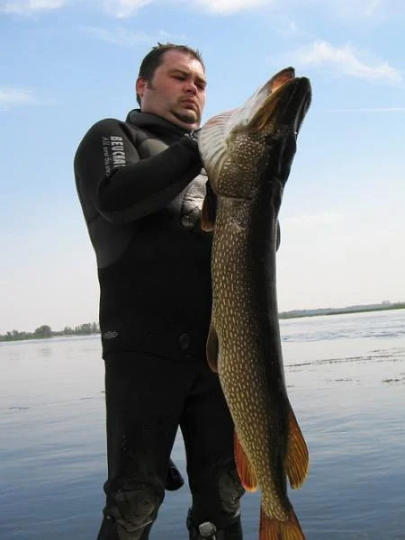 BRANT 14