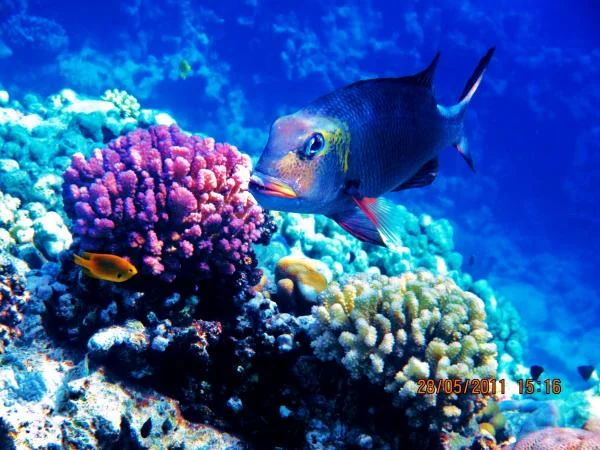 Carangoides fulvoguttatus