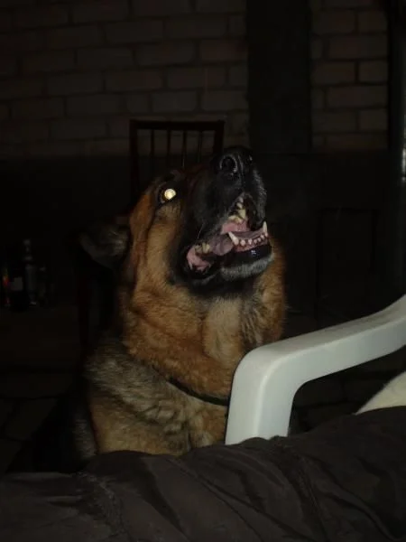Дана