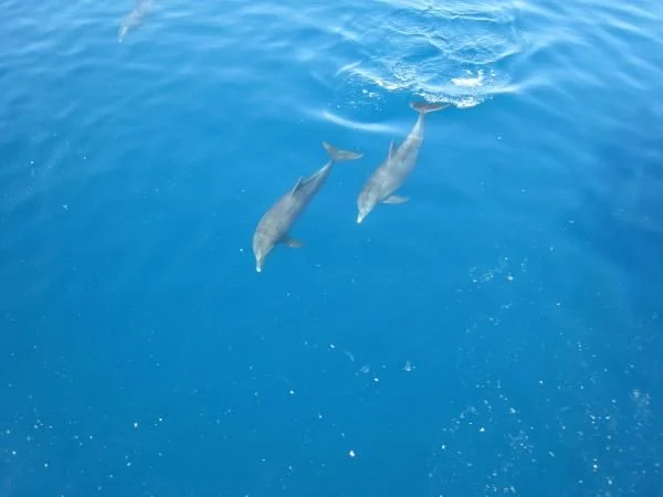 дельфины в Красном море