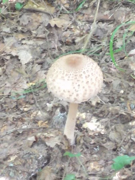 DSC01746