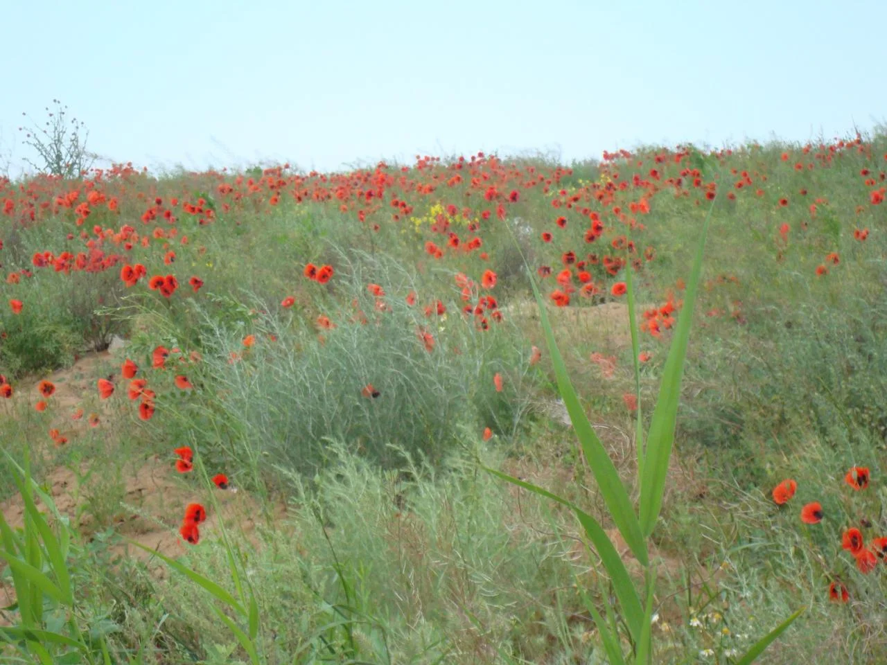 DSC02077