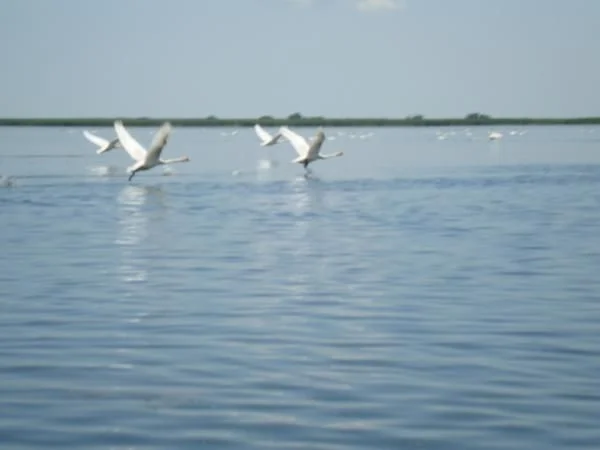 DSC04419