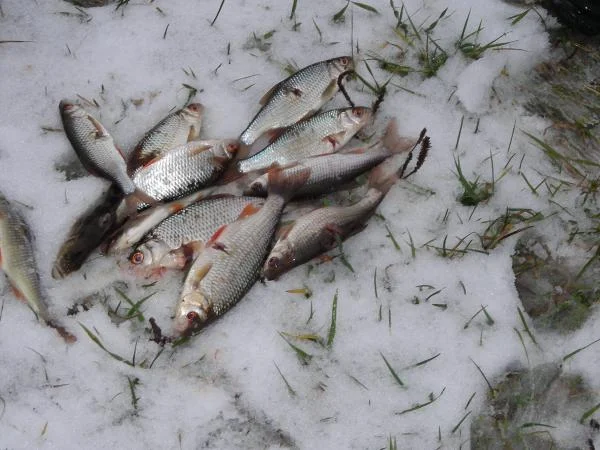 DSCN4450