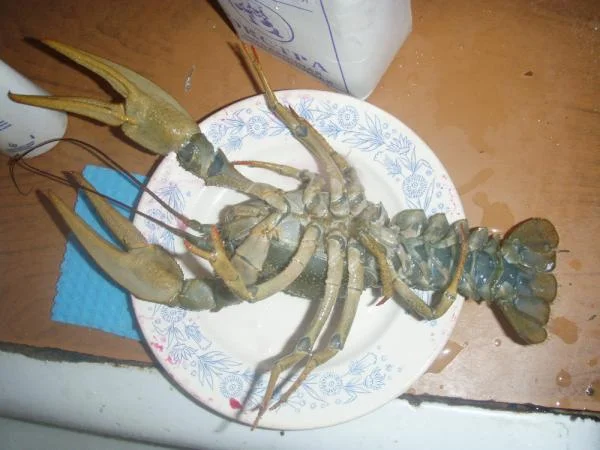 Это и есть голубой Рак?