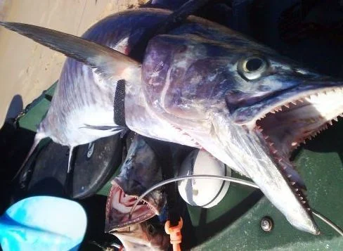 fishdancer11