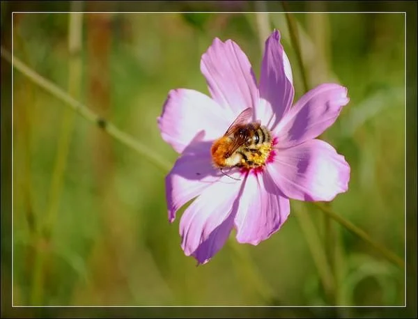 getImage (1)