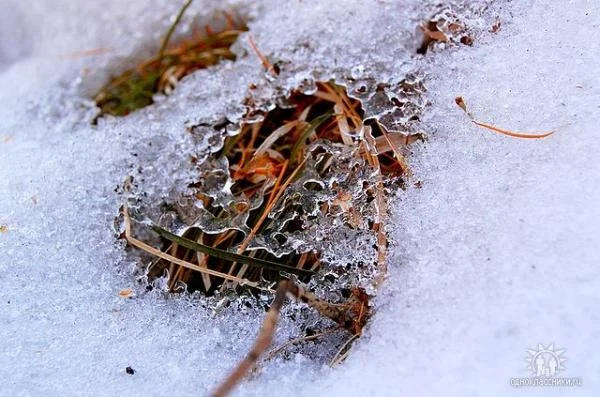 getImage (14)