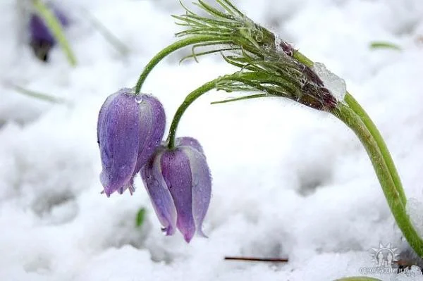 getImage (15)