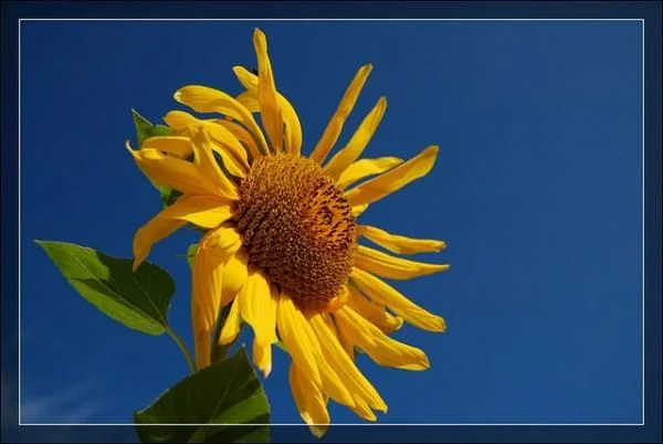 getImage (2)