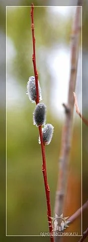 getImage (9)